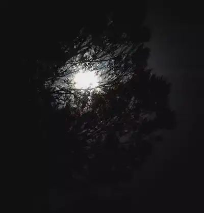 moon through trees