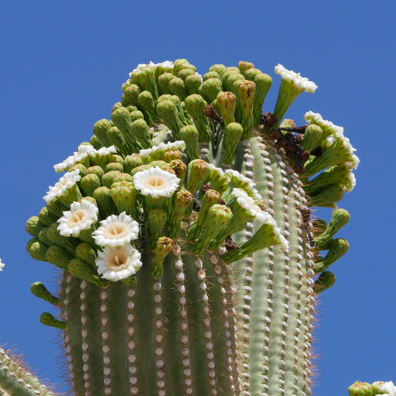 saguaro cactus in bloom