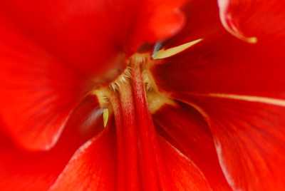 hippeastrum 