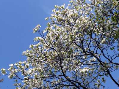 dogwood blossoms