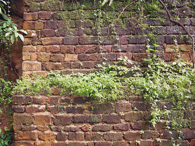 brick wall and plants