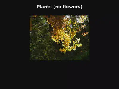 Non-Flower Plants