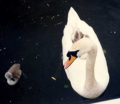 swan with babies