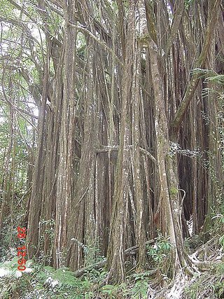 [Banyan Tree Near Akaka Falls]