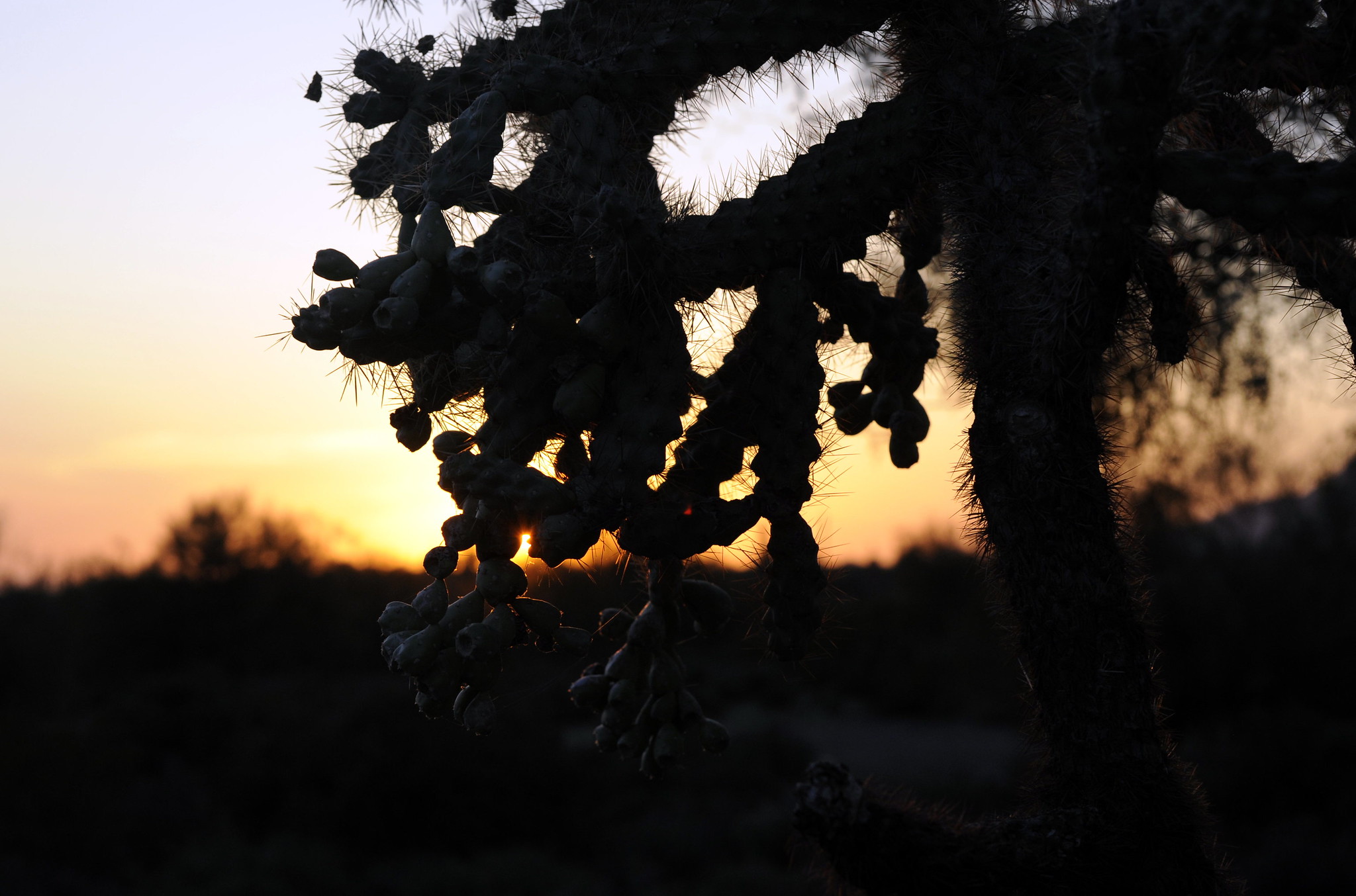 sunset with cholla in foreground