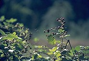 [Blackberries in Southern Oregon]