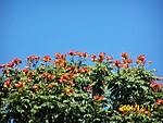 [Royal Poinciana in bloom at the square in Huatulco]
