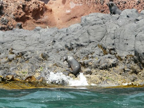 [New Zealand Fur Seals on the Rocks Near the Surf