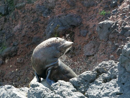 [New Zealand Fur Seal (Mature)