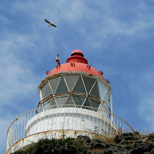 [Lighthouse and Northern Royal Albatross 