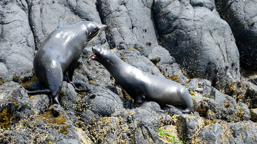[New Zealand Fur Seals (Interacting)]