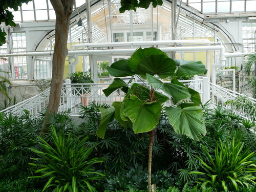 [Palms and Other Exotics Inside Conservatory]