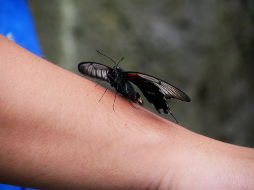 [Butterfly on Arm (thanks!)]