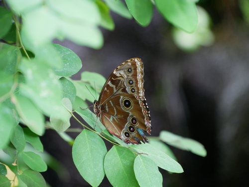 [Butterfly on Leaf]