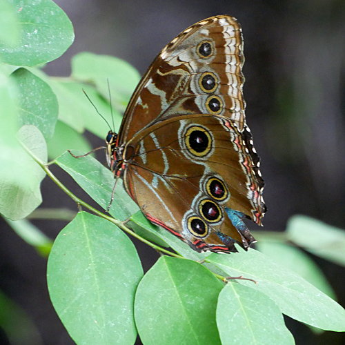 [Butterfly Closeup]