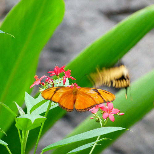 [Butterfly Closeup]