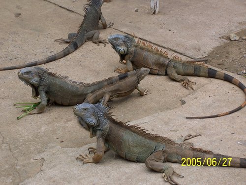 Iguanas at Animal Park